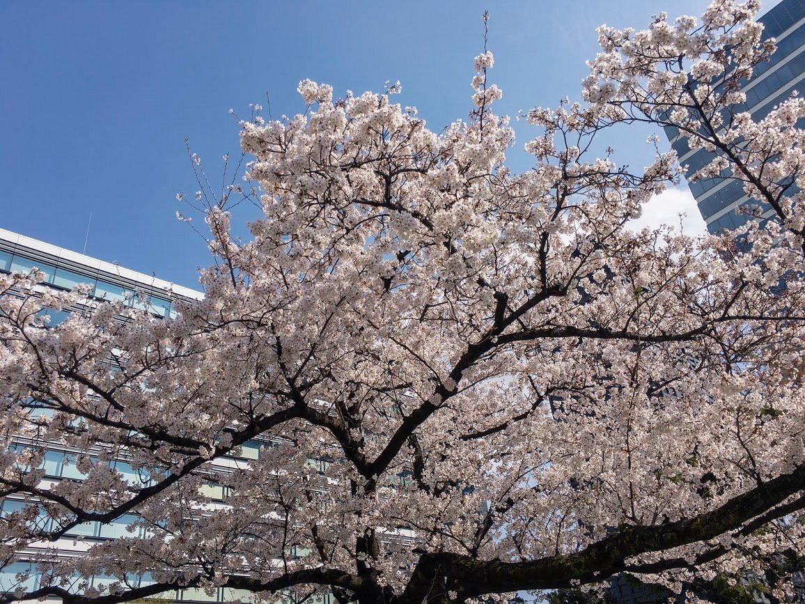 🏞️ 사계절의 숲 공원(시키노모리 코엔) 이미지 8